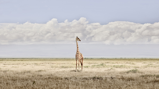Head in the Clouds, Amboseli, Kenya