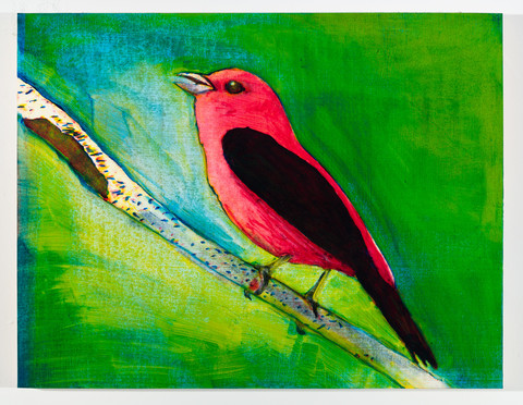 Scarlet Tanager on a Birch Branch