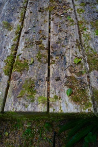 ELENI SMOLEN Photographs 2026 