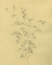 Elisa Amoroso Nature Studies Graphite on Rag Paper