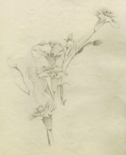 Elisa Amoroso Nature Studies Graphite on Rag Paper