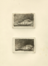 Elisa Amoroso Etchings Etching