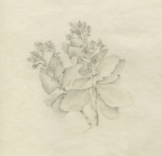 Elisa Amoroso Nature Studies Graphite on Rag Paper