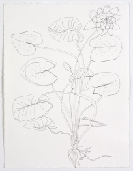 Ellen Kahn Botanical Works on Paper ?