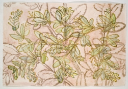 Ellen Kahn Botanical Works on Paper ink and watercolor on paper