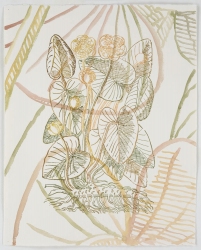 Ellen Kahn Botanical Works on Paper ink and watercolor on paper 