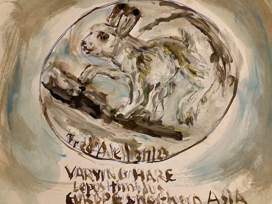 Fred Adell - Wildlife Artist Mammals -- Lagomorphs (Rabbits, Hares) Mixed Media (Ink, watercolor, tempera) on watercolor paper