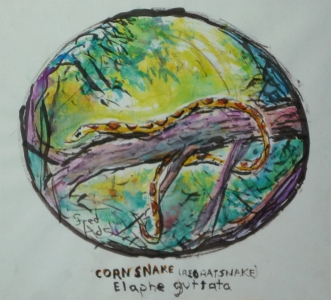 Fred Adell - Wildlife Artist Snakes mixed media (ink, watercolor, oil pastel) 