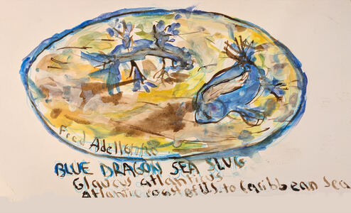 Fred Adell - Wildlife Artist Mollusks Mixed Media (Ink, watercolor, tempera) on Bristol paper