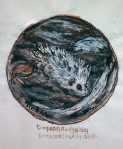 Fred Adell - Wildlife Artist European Hedgehog Mixed Media  (ink, watercolor, oil pastel)   