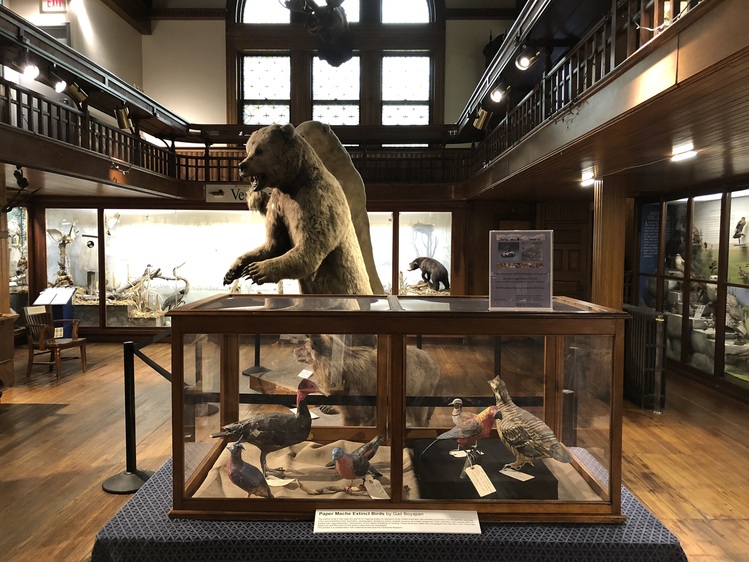 Gail C. Boyajian Extinct Bird Project: Exhibitions and Workshops 