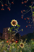 George Hirose Midnight in the Garden: Photographs from the Community Gardens of the East Village and Lower East Side 