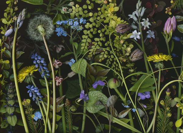 Imogen Gallery  57" X 60"