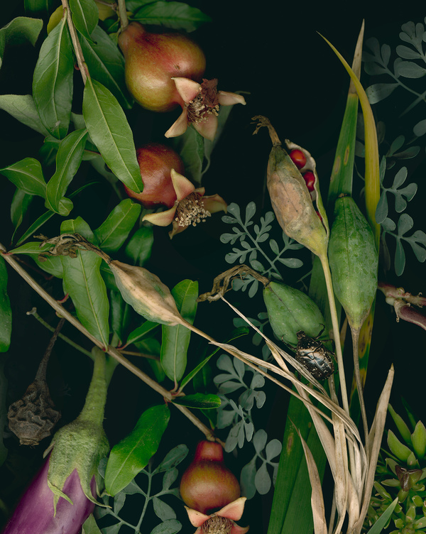 Imogen Gallery  Archival pigment print