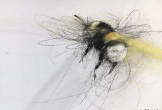 White-tailed Bumblebee Flying Sideways