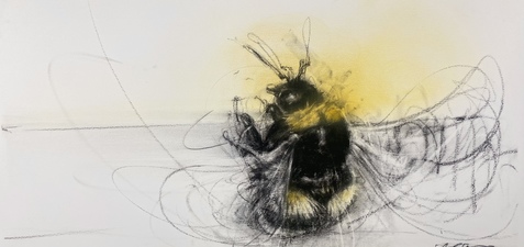 Buff Tail Bumblebee