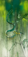 Green Parrot Tree Snake