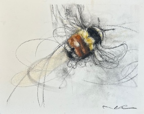 Orange Rumped Bumblebee In Flight