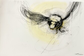 Yellow Faced Bumblebee