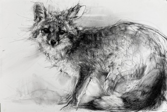 LIttle Gray Fox