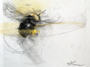Yellow Faced Bumblebee Packing Pollen