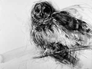 Barred Owl, Setting on Branch