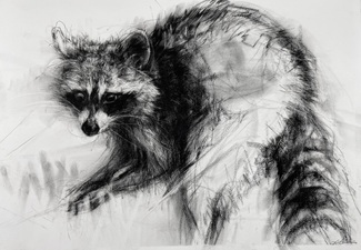 Raccoon, in the Dog Pool