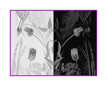 Imogen Gallery Deb Stoner 16" X 20"