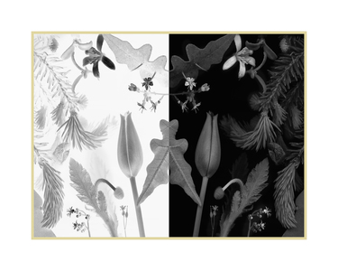 Imogen Gallery Deb Stoner 16" X 20"