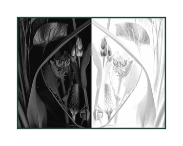 Imogen Gallery Deb Stoner 16" X 20"