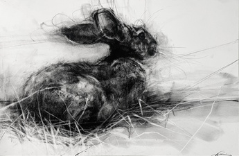 Black Naped Hare Resting In Grass