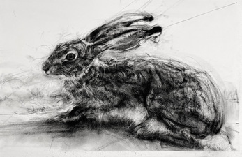 African Savannah Hare