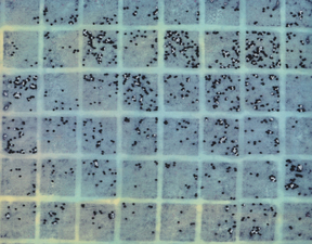 Imogen Gallery Hook, Pulp and Weave 6" X 8"