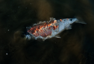 Imogen Gallery Corey Arnold and Martin Machado 30" X 44"