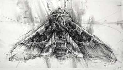 Imogen Gallery April Coppini 21" X 36"