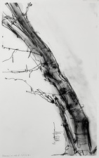 Imogen Gallery April Coppini Charcoal on paper