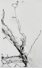 Imogen Gallery April Coppini Charcoal on paper