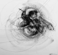 Imogen Gallery April Coppini Charcoal on paper