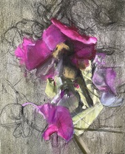 Imogen Gallery April Coppini 13" X 11"