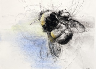 Imogen Gallery April Coppini Charcoal and pastel on paper