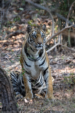 James Kobacker India Wildlife 