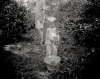  I am From the Trees  gelatin silver print