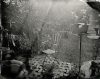  Untitled - Summer Plates  gelatin silver contact print from glass plate negative