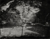  Untitled - Summer Plates  gelatin silver contact print from glass plate negative