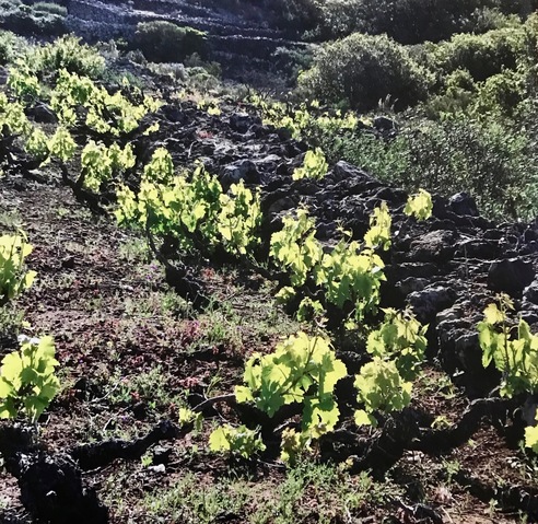 Climbing Vineyard Moments Redefined | Richard Crangle and Kristine Fisher Archival pigment print