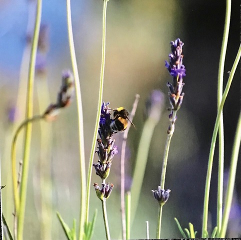Fresh Lavender Moments Redefined | Richard Crangle and Kristine Fisher Archival pigment print