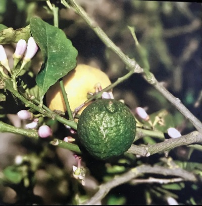 Lemons Moments Redefined | Richard Crangle and Kristine Fisher Archival pigment print