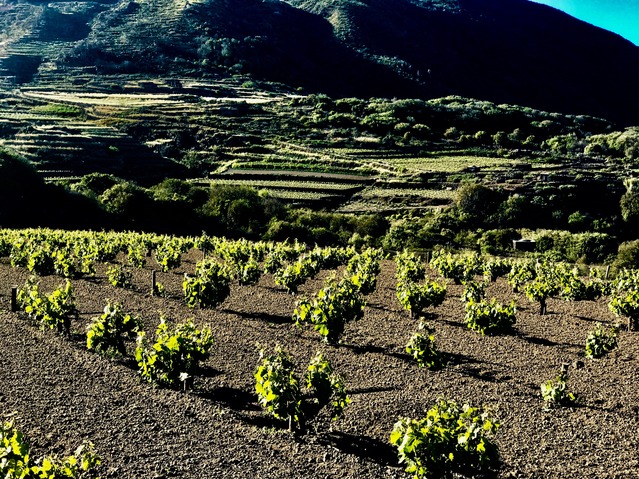 Isola Vineyard Moments Redefined | Richard Crangle and Kristine Fisher Archival pigment print