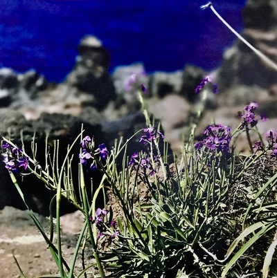 Purple Flowers Moments Redefined | Richard Crangle and Kristine Fisher Archival pigment print