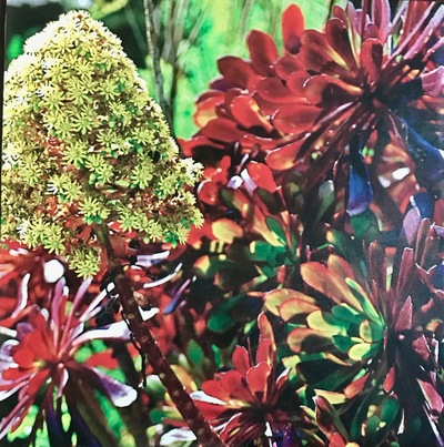 Succulents Moments Redefined | Richard Crangle and Kristine Fisher Archival pigment print